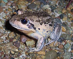 Limnodynastes dumerilii grayi