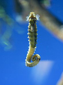 Lined Seahorse front