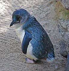 Little Blue Penguin (Eudyptula minor) -Adelaide Zoo.jpg