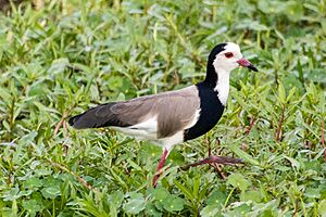 Long-toed Lapwing, Amboseli NP, Kenya 08.jpg