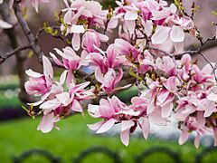 Magnolia in Smithsonian Gardens in April (17427310040)
