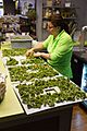 Making kale chips in Lockport, Illinois