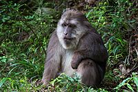 Male Tibetan Macaque