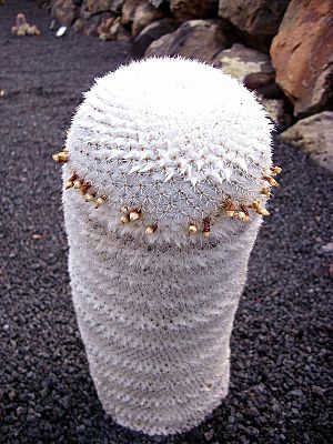 Mammillaria albilanata.jpg