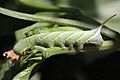 Manduca rustica larva