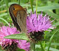 Meadow Brown butterfly on Knapweed - geograph.org.uk - 909884.jpg