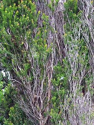 Melaleuca howeana RBG Sydney
