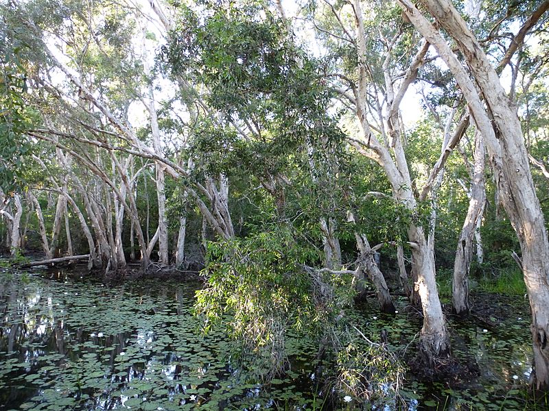 Melaleuca leucadendra 01