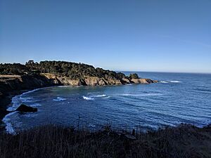 Mendocino Grove