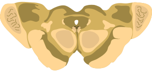 Midbrain - superior colliculus