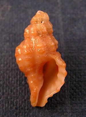 Muricopsis (Muricopsis) necocheanus 002.jpg