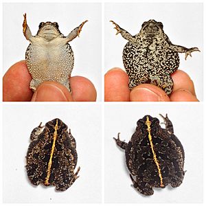 Oak toad, sexual dimorphism, eshashoua pd