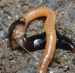 Obama nungara Justine et al PeerJ 2020 fig-06-full