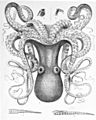 Octopus cyanea3