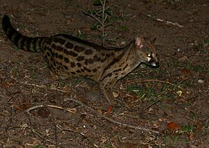 Panther Genet (Genetta maculata) (30556229264).jpg