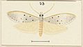 Paramorpha Marginata, Fig 23 from Hudson Plate LIX