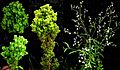 Parthenium hysterophorus witches' broom phytoplasma
