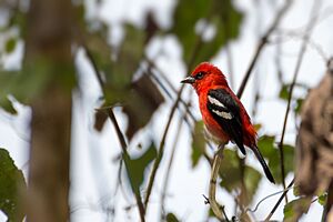 Piranga leucoptera - Waraira Repano National Park, Venezuela -male-8.jpg
