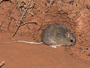 Plains mouse (Pseudomys australis)