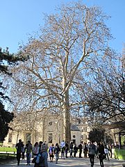 Platane de Buffon (Jardin des Plantes de Paris)