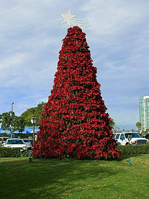 Poinsettia tree