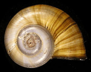 Pomacea lineata shell 2