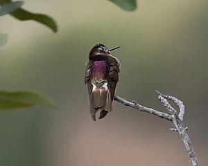 Purple-backed Sunbeam Hummingbird.jpg