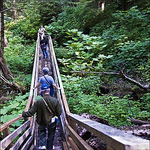Rain Forest Path - Alaska
