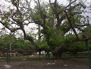 Rancho Camulos black walnut