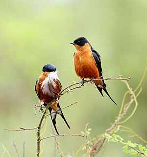 Red-breasted Swallow 2014 10 14 9613