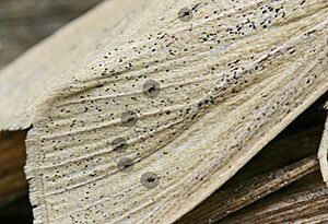 Rhizedra lutosa identification aid