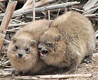 RockHyraxesAtEinGedi