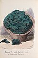 Roman urn with coins found in Charnwood Forest (George Cruikshank 1852)