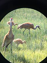 Sandhill Cranes with Colts