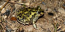 Scaphiopus couchii, Couch’s Spadefoot, Cameron County, Texas