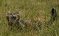 Scottish Wildcat shows its Fangs, 2013