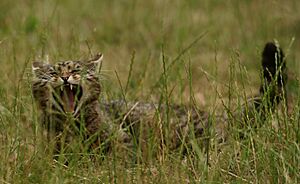 Scottish Wildcat shows its Fangs, 2013