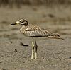 Senegal Thick-knee - Gambia (32528240471), crop.jpg