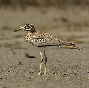 Senegal Thick-knee - Gambia (32528240471), crop.jpg