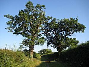 Shenley, Watling Chase Timberland Trail - geograph.org.uk - 1385640