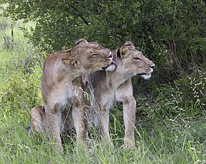 Sisters grooming (9997099123)