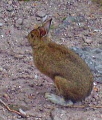 Snowshoe hare on Balsam Lake Mountain summit