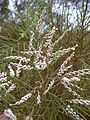 Starr 030923-0205 Tamarix aphylla