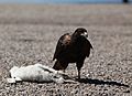 Striated Caracara with a dead Gentoo Penguin chick (5557011581)
