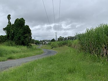Sugarcane fields, looking south down Cane Farm Road, Alberton, 2022 02.jpg