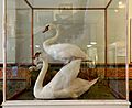 Swans at Tullie House Museum (1a)