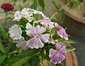 Sweet William-Dianthus barbatus (8)