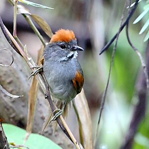 Synallaxis albigularis - Dark-breasted Spinetail.JPG