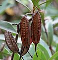 Telopea oreades seed pods 6838