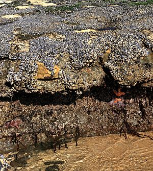 Tidepools in Santa Cruz at low tide